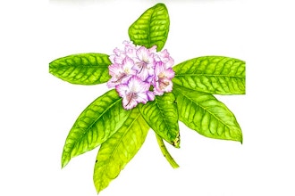 Botanical Watercolor